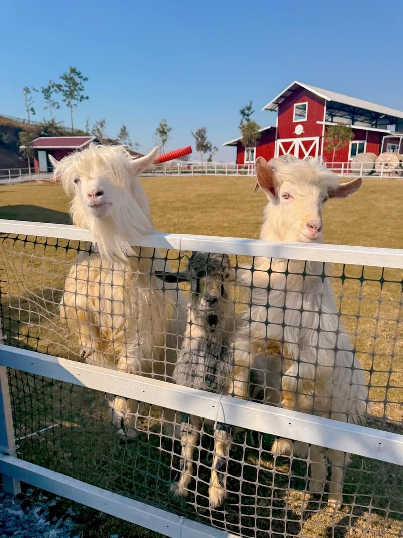 Adorable goats at Tuan Chau Farm